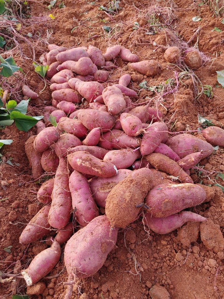 알 수 없음님의 장터 판매 상품 [해남 꿀 밤고구마 5kg] 첨부 사진