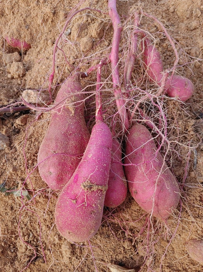 알 수 없음님의 장터 판매 상품 [해남 꿀 밤고구마 5kg] 첨부 사진