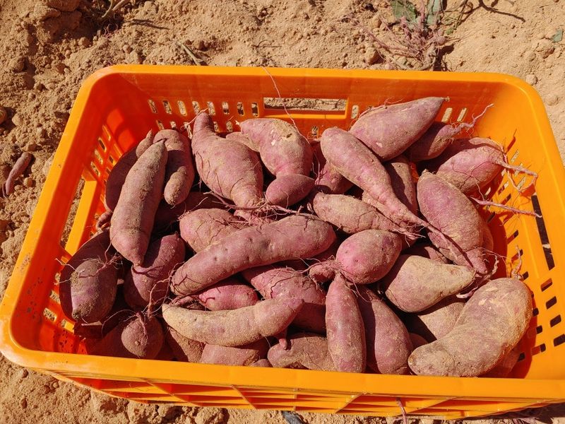 알 수 없음님의 장터 판매 상품 [해남 꿀 밤고구마 5kg] 첨부 사진