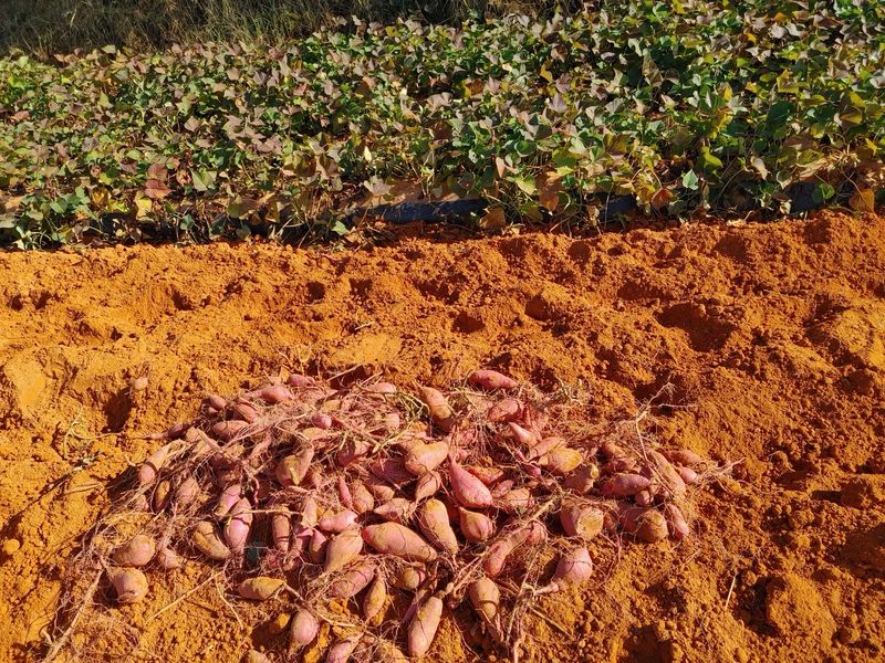 알 수 없음님의 장터 판매 상품 [해남 꿀 밤고구마 5kg] 첨부 사진