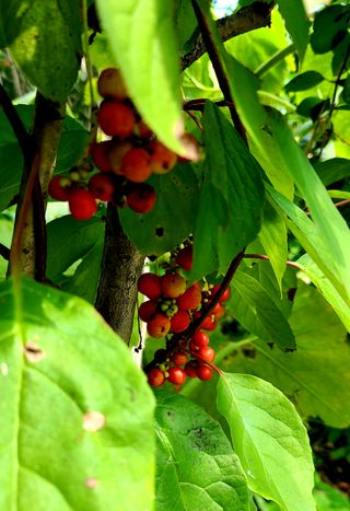 능안댁님의 팜모닝 · 출석 작성글 사진