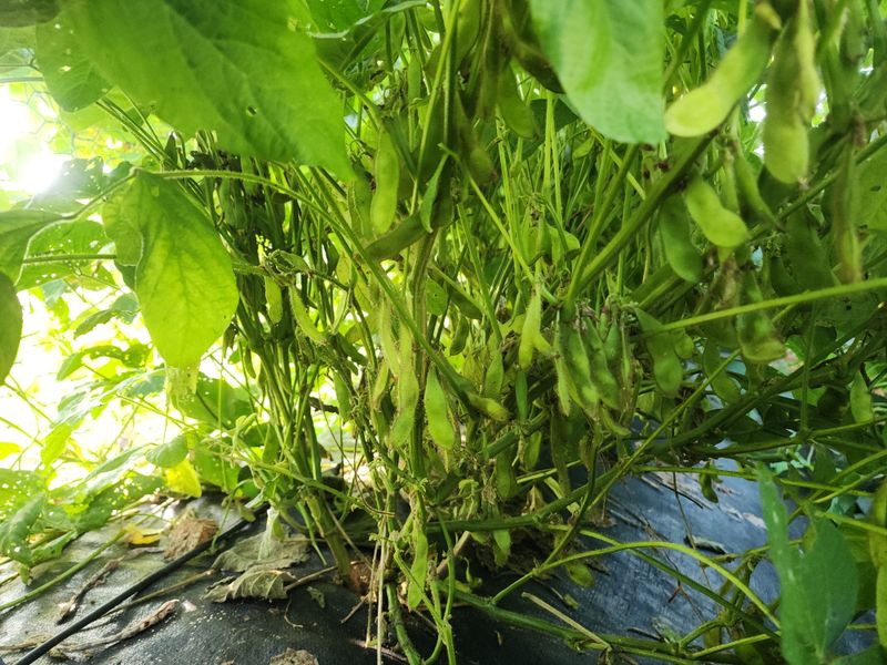 아침못자연농원님의 장터 판매 상품 [새바람 속청 서리태 1kg(완판)] 첨부 사진