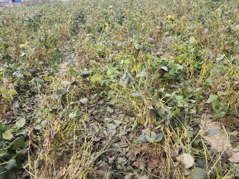 아침못자연농원님의 장터 판매 상품 [새바람 속청 서리태 1kg(완판)] 첨부 사진