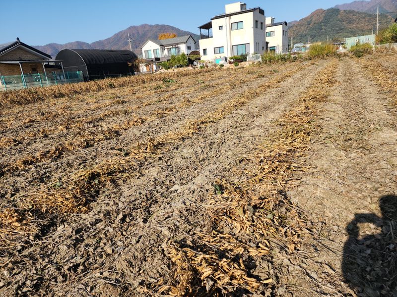아침못자연농원님의 장터 판매 상품 [새바람 속청 서리태 1kg(완판)] 첨부 사진