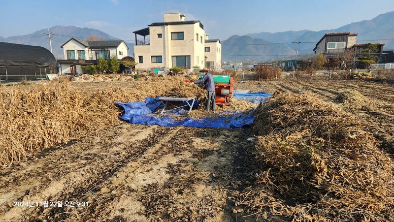 아침못자연농원님의 장터 판매 상품 [새바람 속청 서리태 1kg(완판)] 첨부 사진