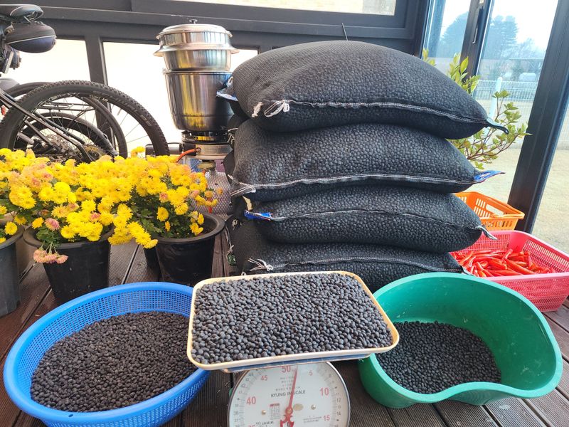 아침못자연농원님의 장터 판매 상품 [새바람 속청 서리태 1kg(완판)] 첨부 사진