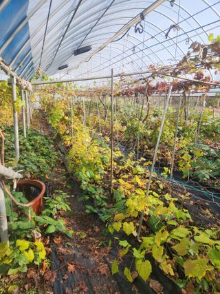 오대원님의 기타작물 · 영농일지 작성글 사진