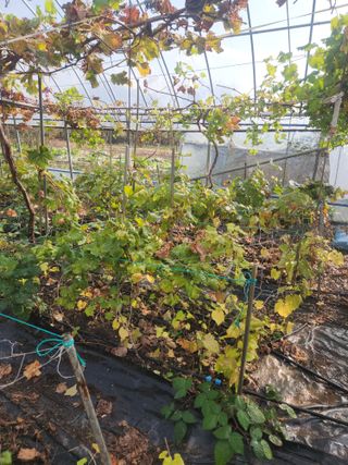 오대원님의 기타작물 · 영농일지 작성글 사진