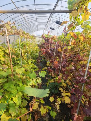 오대원님의 기타작물 · 영농일지 작성글 사진