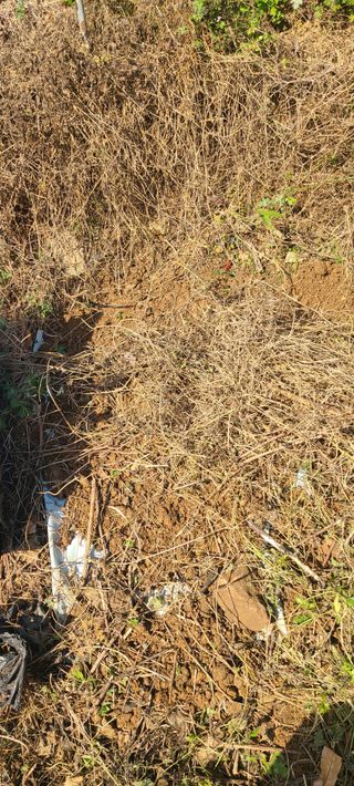 정응화님의 기타작물 · 영농일지 작성글 사진