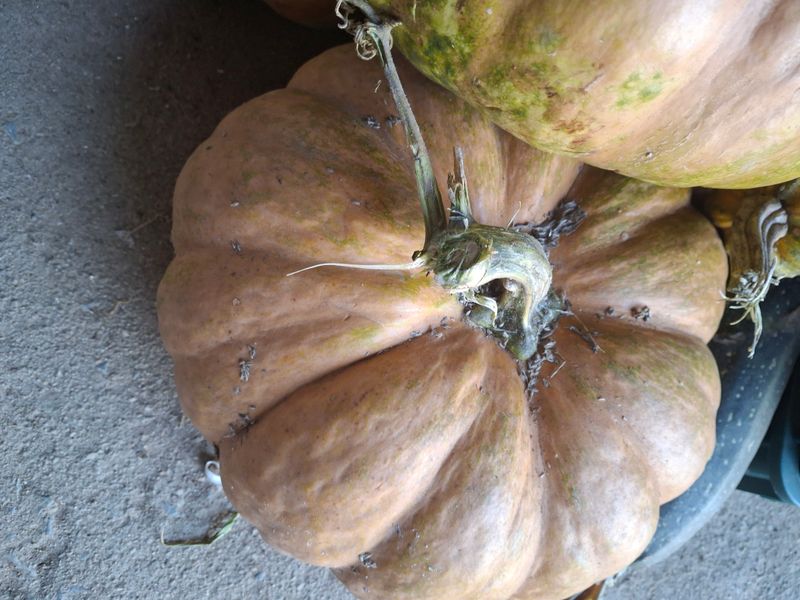 강정순님의 장터 판매 상품 [맷돌호박] 첨부 사진