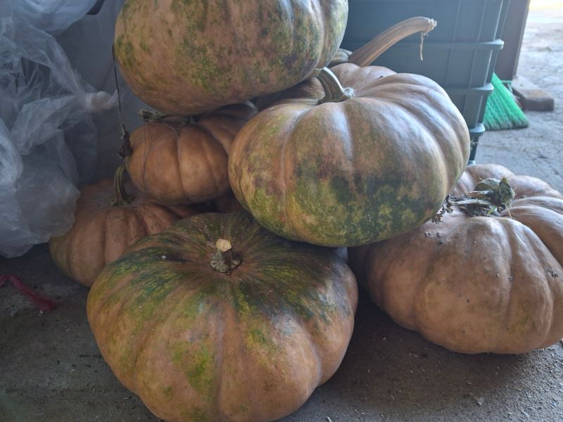 강정순님의 장터 판매 상품 [맷돌호박] 첨부 사진