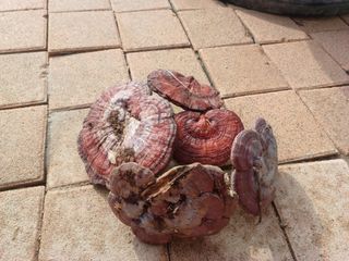 오영도님의 자유주제 · 자유게시판 작성글 사진