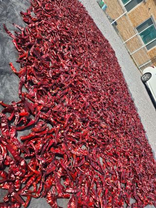 김연후님의 고추 · 영농일지 작성글 사진