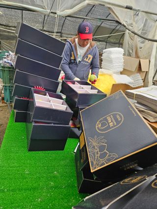 농업회사법인무지개주식회사님의 복숭아 · 영농일지 작성글 사진