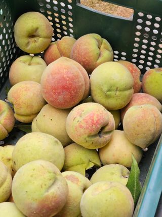 농업회사법인무지개주식회사님의 복숭아 · 영농일지 작성글 사진