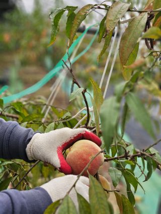 농업회사법인무지개주식회사님의 복숭아 · 영농일지 작성글 사진