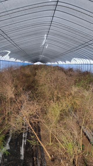 이정식님의 기타작물 · 영농일지 작성글 사진