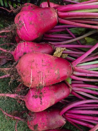 삼밭골자연인님의 기타작물 · 영농일지 작성글 사진