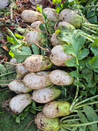 삼밭골자연인님의 기타작물 · 영농일지 작성글 사진