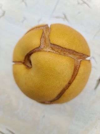 hankim팜님의 배 · 병해충상담 작성글 사진