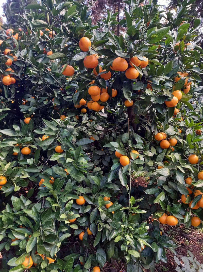 장터 상품 [조생귤  10kg25000택비무료] 썸네일