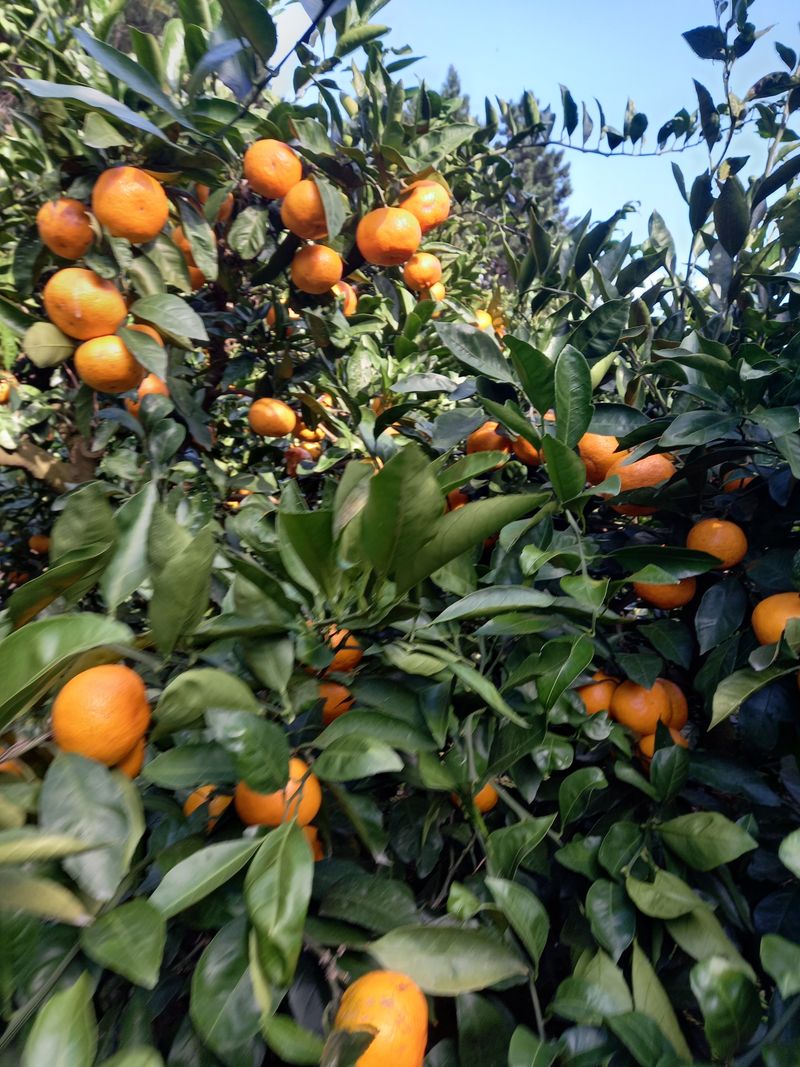 황금향님의 장터 판매 상품 [조생귤  10kg25000택비무료] 첨부 사진