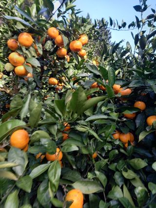 황금향님의 작성글 사진