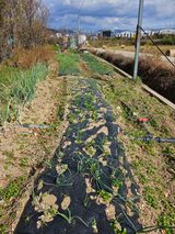 팜모닝 기타작물·영농일지 게시글 이미지