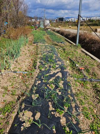 경기도님의 기타작물 · 영농일지 작성글 사진