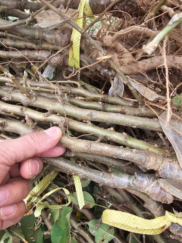 뿌리묘목농원님의 장터 판매 상품 [기둥사과 접목 1년생] 첨부 사진