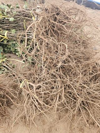 뿌리묘목농원님의 작성글 사진