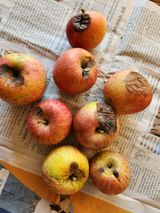 팜모닝 사과·병해충상담 게시글 이미지