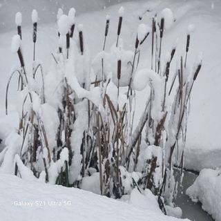 이천산수유님의 작성글 사진