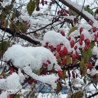 이천산수유님의 작성글 사진