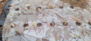 김정은님의 마늘 · 영농일지 작성글 사진