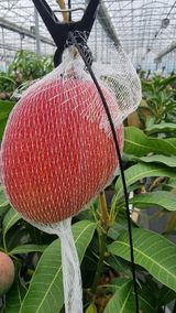 팜모닝 기타작물·영농일지 게시글 이미지