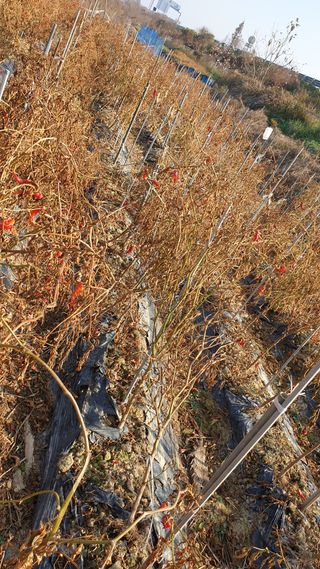 수성농민님의 기타작물 · 영농일지 작성글 사진