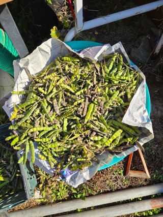 김성부 님의 산삼을 갑자기 발견하게 된다면? · 참여글 작성글 사진