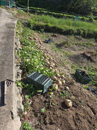 김성부 님의 산삼을 갑자기 발견하게 된다면? · 참여글 작성글 사진