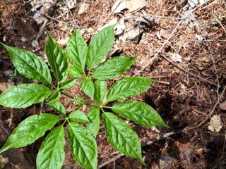 정남기님의 산삼을 갑자기 발견하게 된다면? · 참여글 작성글 사진