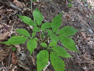 정남기님의 산삼을 갑자기 발견하게 된다면? · 참여글 작성글 사진