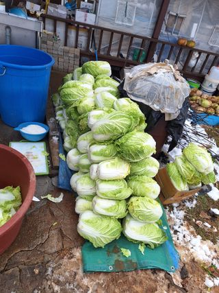 정희군님의 배추 · 영농일지 작성글 사진