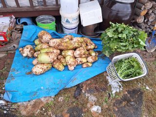 정희군님의 배추 · 영농일지 작성글 사진