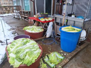 정희군님의 배추 · 영농일지 작성글 사진