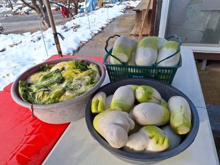 정희군님의 배추 · 영농일지 작성글 사진