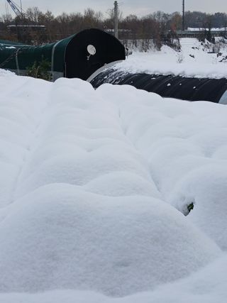 이영미님의 배추 · 영농일지 작성글 사진