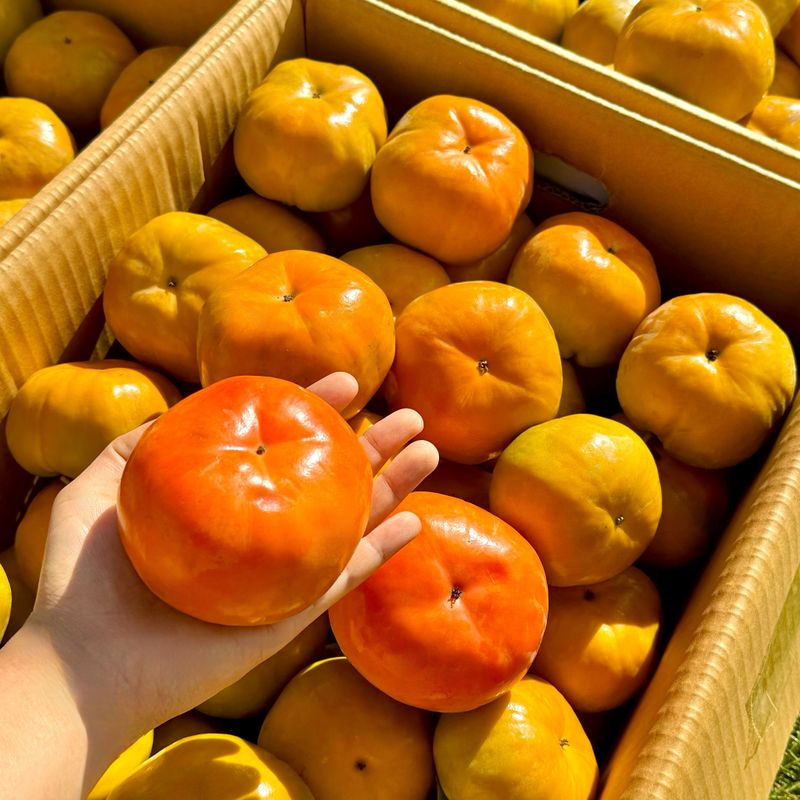 농부손녀님의 장터 판매 상품 [[고당도] 2025 햇 단풍단감 10kg] 첨부 사진