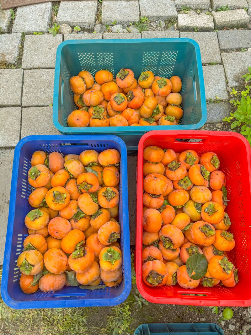 농부손녀님의 장터 판매 상품 [[고당도] 2025 햇 단풍단감 10kg] 첨부 사진