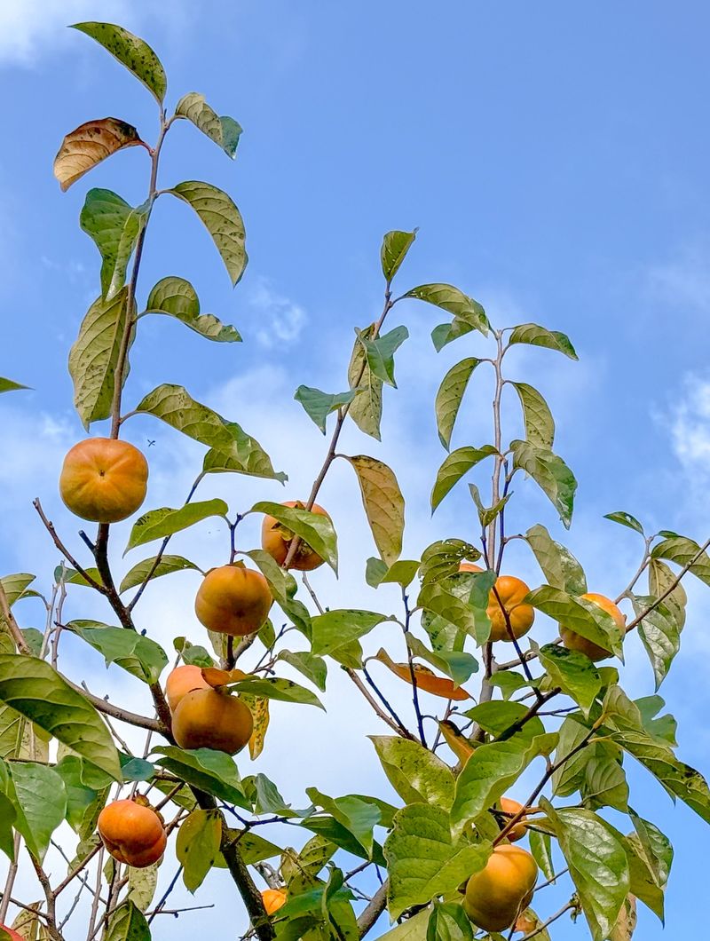 농부손녀님의 장터 판매 상품 [[고당도] 2025 햇 단풍단감 10kg] 첨부 사진